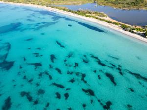 an aerial view of a group of sharks swimming in the ocean at Casa Mia in Porto-Vecchio