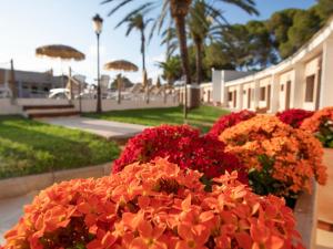 a bunch of red flowers in a garden at Hotel Montepiedra 4''''sup in Playas de Orihuela