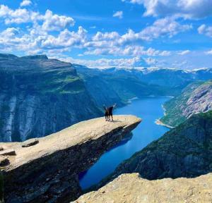 a dog standing on top of a cliff overlooking a lake at ONS 2026 Economic Central accommodation in Stavanger