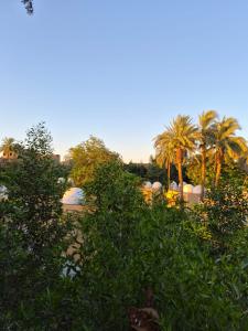 a view of trees and a river with palm trees at Ali Guest House in Jazīrat al ‘Awwāmīyah