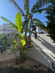 a banana tree next to a white wall at Villa Ferrera Select A in Cala Ferrera