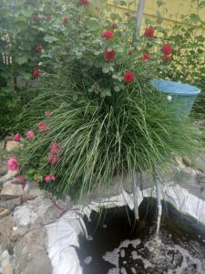 a patch of grass in a pond with flowers at Apartment Zorec in Maribor