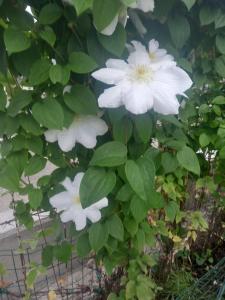 a group of white flowers on a plant at Apartment Zorec in Maribor +21 photos