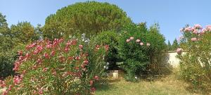 a garden with lots of flowers and plants at Chambre très calme in Montélimar