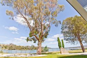 two trees in a park with water in the background at Waterfront Apartments in Devonport