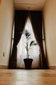 a potted plant sitting in front of a window at Jinnah Mall Main Boulevard Jubilee Town in Lahore