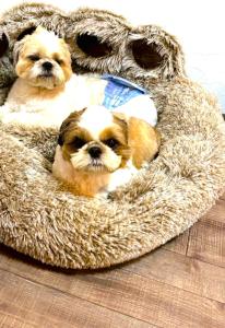 two small dogs sitting in a dog bed at とっくりhouse in Takashima