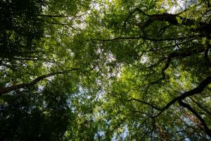 a view of the sky through the leaves of trees at Akchanok Homestay - Nature Retreat in Phitsanulok