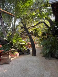 a garden with trees and plants and a bench at Pacific villa lisn in Nicoya