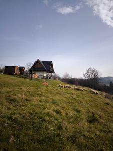 a herd of sheep grazing in a field in front of a house at DOMEK NA UBOCY- bez sąsiadów, widok, jacuzzi, sauna in Biały Dunajec