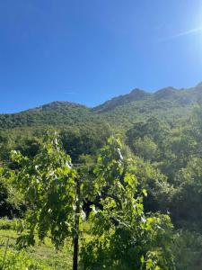 a view of the mountains from the forest at Tresnjin hlad in Limljani +30 photos