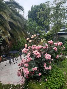 a large bush of pink roses in a garden at Bien être la violette in Saint Malo