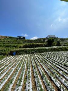 a field filled with lots of green plants at Kaffana Cabin House in Banjarnegara