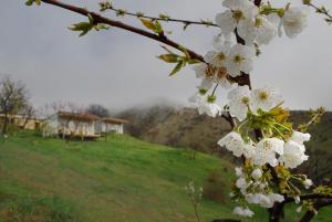 a tree with white flowers in front of a field at Cypress guesthouse in Pokr Ayrum