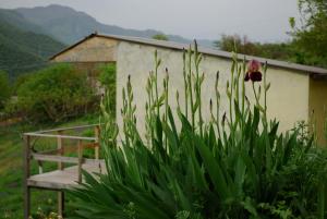 a plant with a flower in front of a building at Cypress guesthouse in Pokr Ayrum