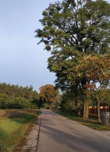 a tree on the side of a road at Pod Lasem in Altanka