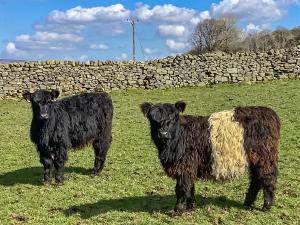 two black cows standing in a field next to a stone wall at Aysgill Cottage in Hawes