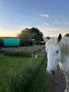 a white horse standing next to a fence at Vardo gypsy wagon in Berwick Saint John