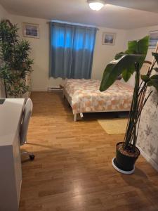 a room with a bed and a potted plant at L ' Arlequin Suite et logement in Vaudreuil-Dorion