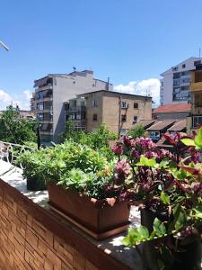 a group of potted plants sitting on a ledge at Mollys apartment 1 in Pogradec