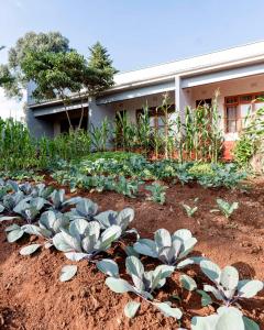 a garden of plants in front of a building at Marera Eco Lodge in Karatu +7 photos