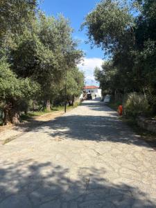 an empty road with trees on either side of it at Kambi rooms in Himare