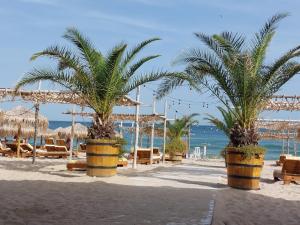 two palm trees in large pots on a beach at By Karin in Kranevo