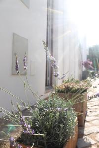 a row of potted plants on the side of a building at La Petite Piété in Faro +8 photos