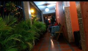 a hallway with plants on the side of a building at Posada Doña Alcinda in Catia La Mar