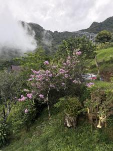 a bush with pink flowers on a hill at Cabaña vista Volcán Barú in Gualaca +3 photos
