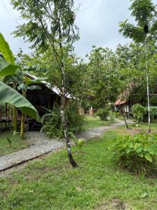 a small tree in the yard of a house at Pal Mar in Nuquí