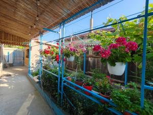 a greenhouse filled with lots of plants and flowers at Stufstock Hostel in Sulina