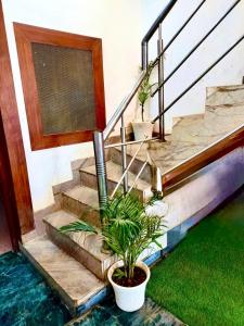 a set of stairs with a plant in a pot at vista home stay in Lucknow