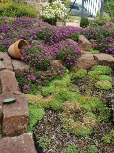 a flower garden with purple flowers and rocks at Napolá apartman in Balatonalmádi +16 photos
