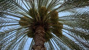 a palm tree with a bunch of fruit on it at Turkish Muscat hostel in Muscat