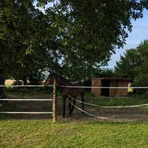 a horse standing in a field next to a fence at Gîte rural indépendant in Barbaste