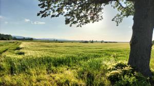 a field of grass with a tree in the foreground at Damianówka in Paczkówek +9 photos
