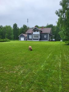 a dog laying in a field in front of a house at Treeline Cottage in Rovaniemi