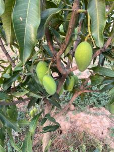 a bunch of green fruit hanging from a tree at RajKamal's Farm in Borās