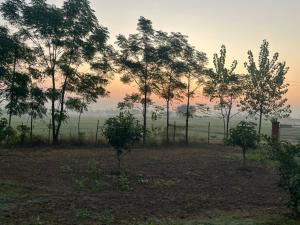 a group of trees in a field at sunset at RajKamal's Farm in Borās