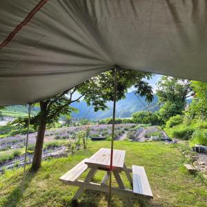 ein Picknicktisch unter einem Sonnenschirm auf einem Feld in der Unterkunft yangwon lavender 양원라벤더 금강송숲길 협곡열차 in Wŏn'gok + 37 Fotos