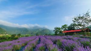 Ein Feld mit violetten Blumen vor dem Hintergrund der Berge in der Unterkunft yangwon lavender 양원라벤더 금강송숲길 협곡열차 in Wŏn'gok