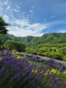Ein Feld mit violetten Blumen vor dem Hintergrund der Berge in der Unterkunft yangwon lavender 양원라벤더 금강송숲길 협곡열차 in Wŏn'gok