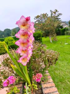 a bunch of pink flowers in a garden at La Casuca de Marisa in Solórzano +23 photos