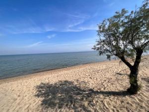 a tree on a sandy beach next to the ocean at Velvet in Perea