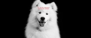 a white dog with a sign on its head at Caretakers Apartment-Split level Full Bed with European Bath Pet Friendly fee applies in Wolfeboro
