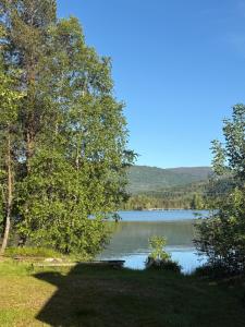 a view of a lake with trees and a bench at Hafslo hytteutleige Straumane in Luster +6 photos