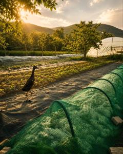 a bird walking down a road next to a net at Csigaház Vendégház in PerÅ‘csÃ©ny