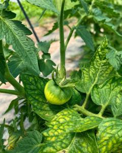 a green tomato growing on a plant with leaves at Csigaház Vendégház in PerÅ‘csÃ©ny