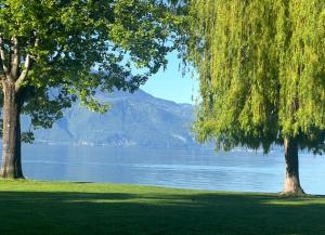 two trees in a field next to a body of water at Lake Studio in La Tour-de-Peilz